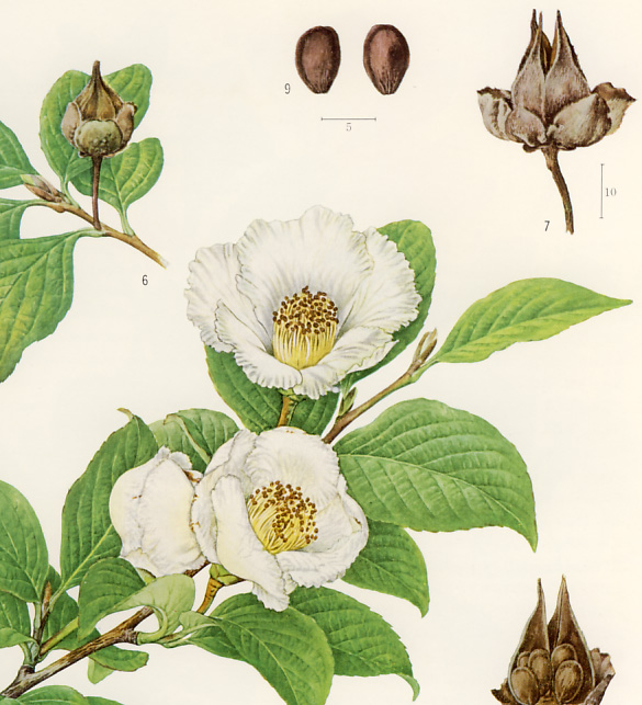 �i�c�c�o�L