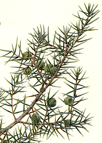 �l�Y�~�T�V