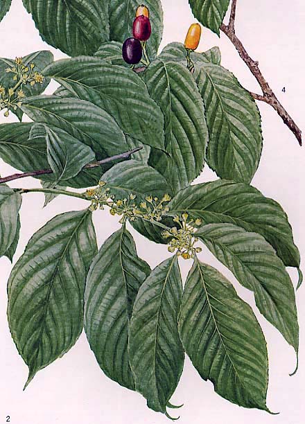 �l�R�m�`�`