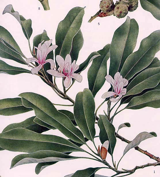 �I�K�^�}�m�L