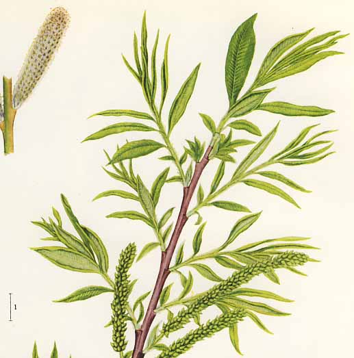 �I�m�G���i�M