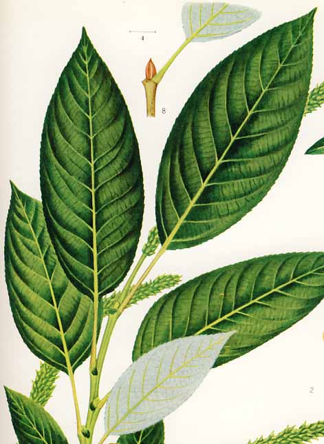 �I�I�o���i�M