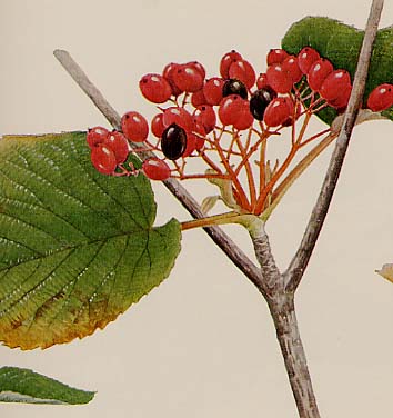 �I�I�J���m�L