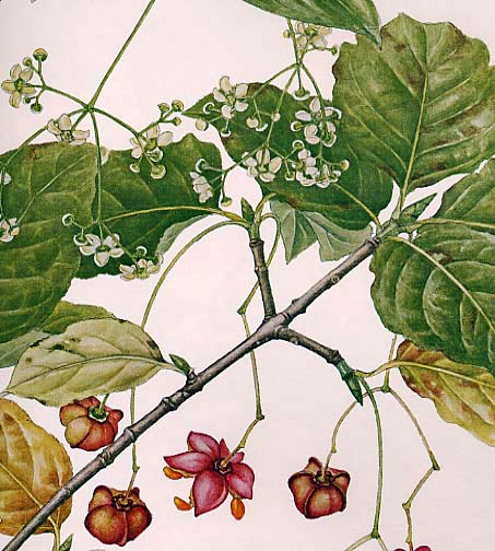 �I�I�c���o�i