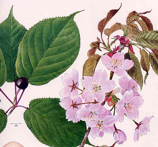 �I�I���}�U�N��