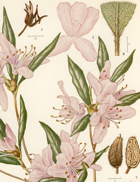 �T�N���c�c�W