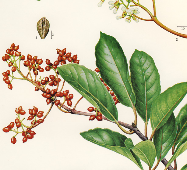 �T���S�W��