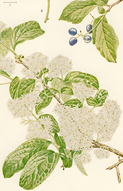 �T���t�^�M