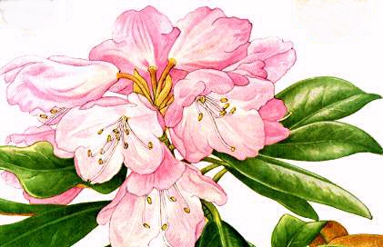 �V���N�i�Q