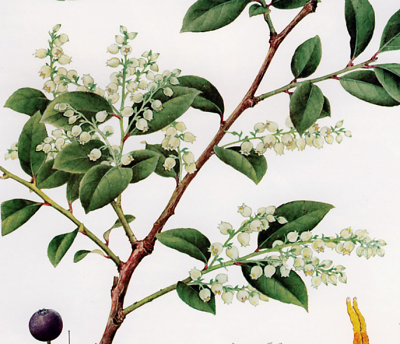 �V���V�����|