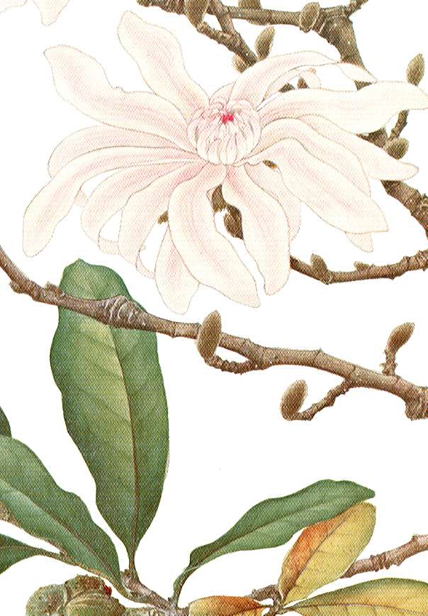 �V�f�R�u�V