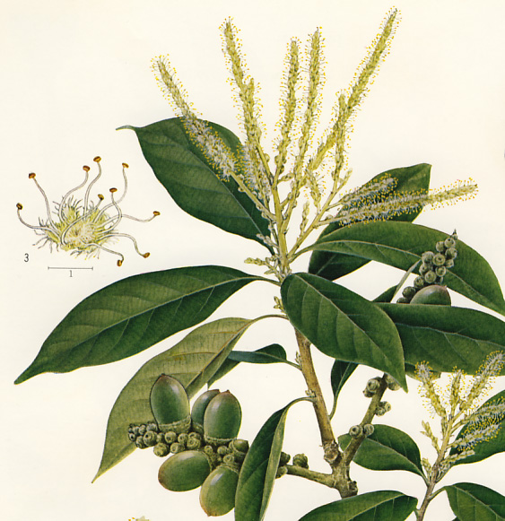 �V���u�J�K�V