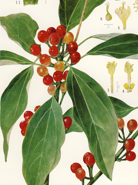 �V���_��