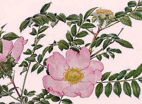 �T���V���E�C�o��