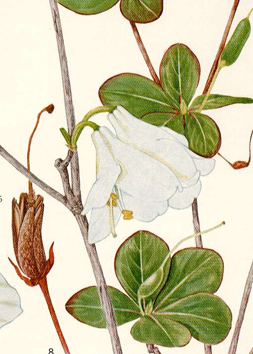 �V�����V�I