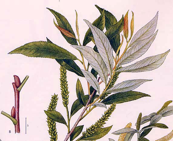 �^�`���i�M