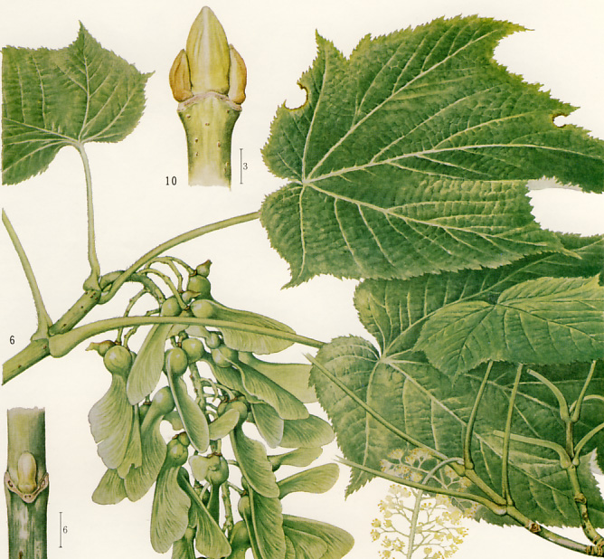 �e�c�J�G�f