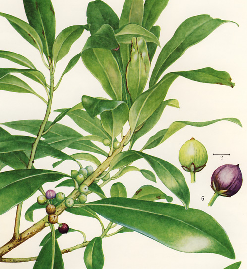 �^�C�~���^�`�o�i