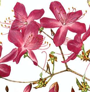 �g�E�S�N�~�c�o�c�c�W