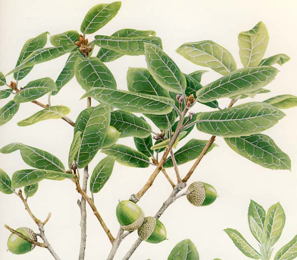 �E�o���K�V