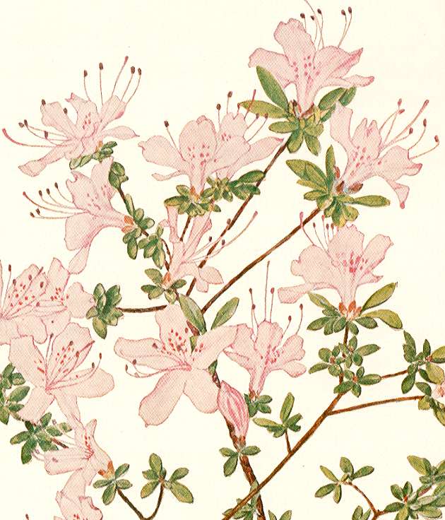 �E���[���c�c�W