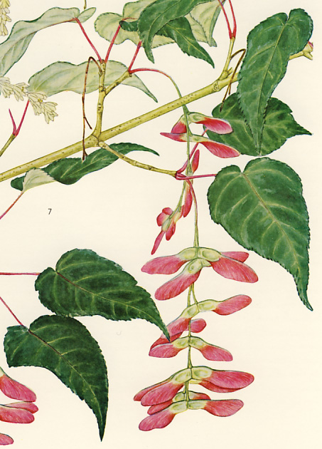 �E���J�G�f