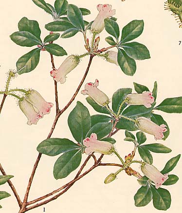 �E�X�M���E���N