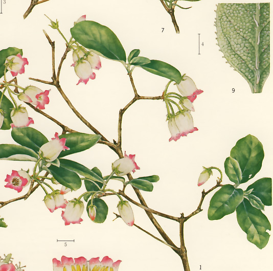 �E���W�����E���N