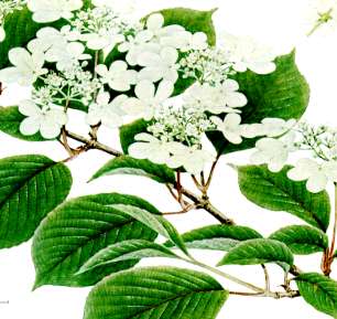 ���u�f�}��