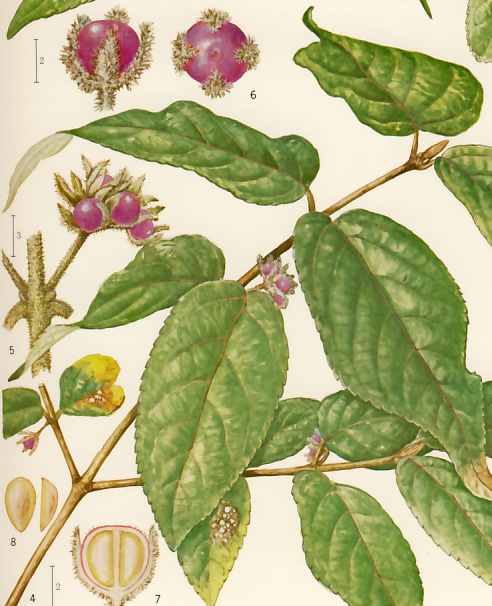 ���u�����T�L