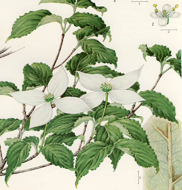 ���}�{�E�V