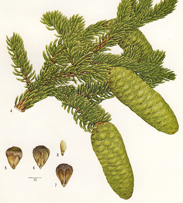 ���c�K�^�P�g�E�q