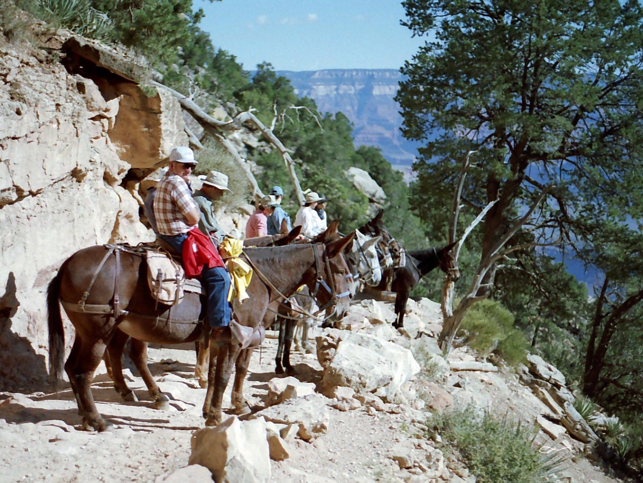 �~���[�����o�̃c�A�[