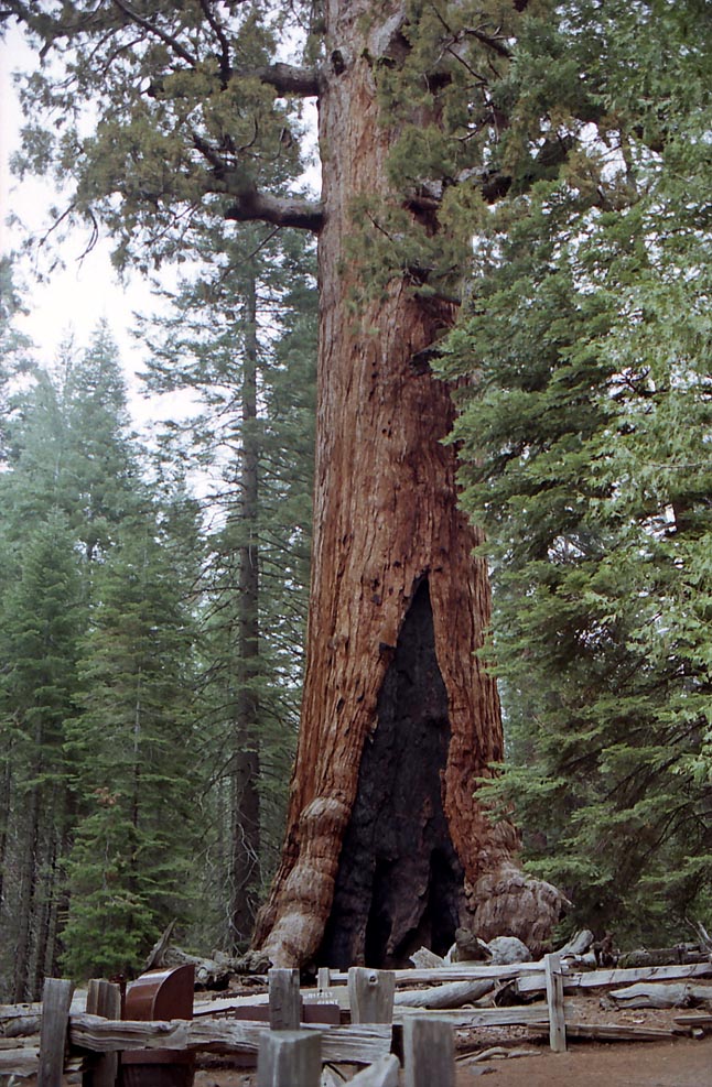 �O���Y���[�W���C�A���g