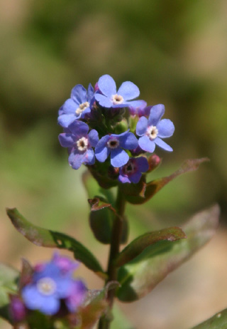 Wild Forget-me-not