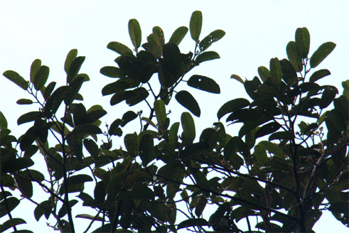 テンバーガの葉