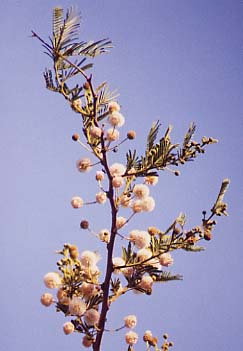 Araucaria　montana
