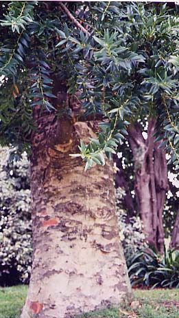 Araucaria　macrophylla