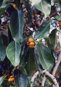 Ficus  altissima