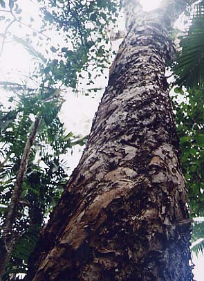 Melaleuca　leucadendron