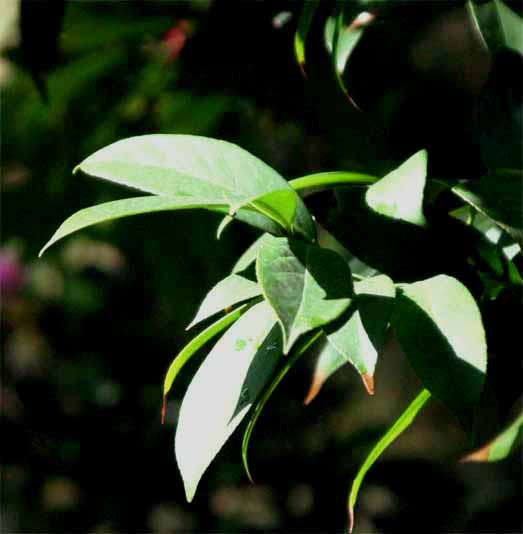 Camellia hongkongensis