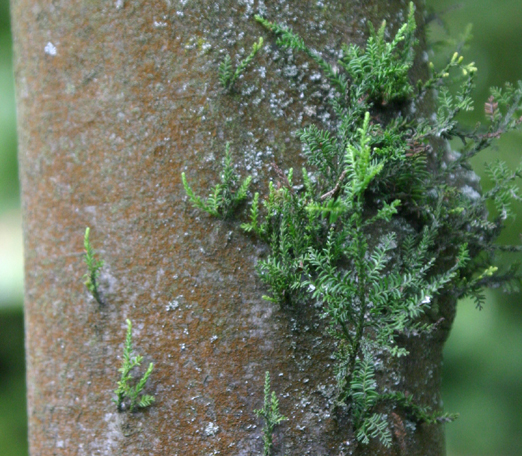 Podocarpus dacrydioides