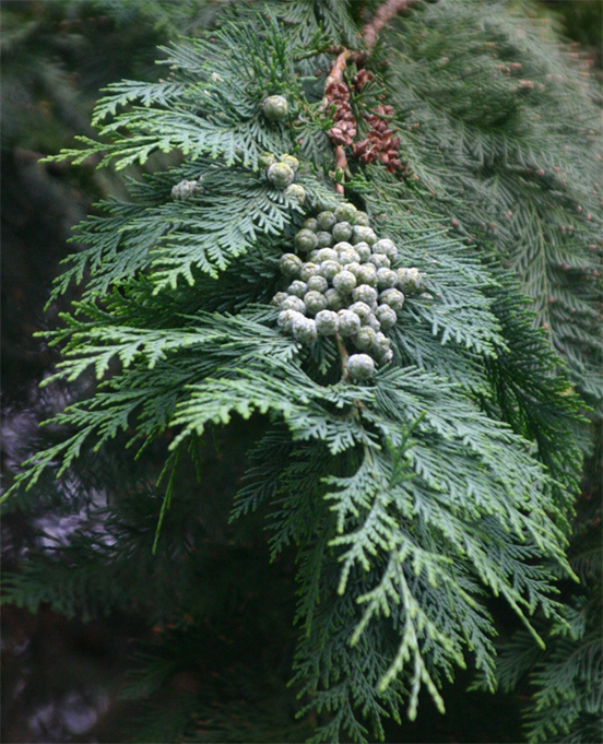 Chamaecyparis lawsoniana
