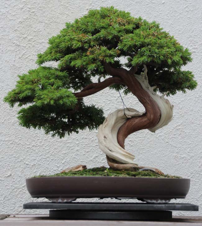 Juniperus commnus