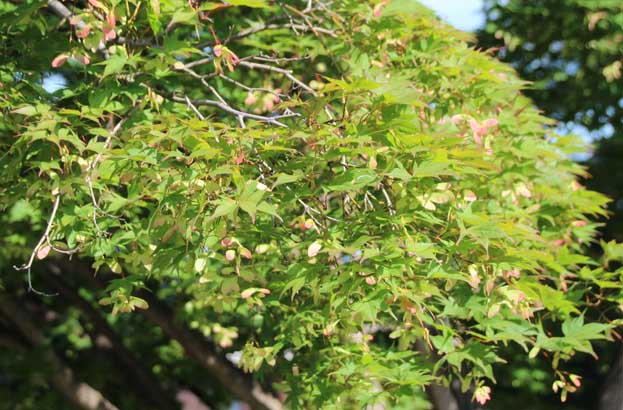 Acer palmatum Aocha Nishiki