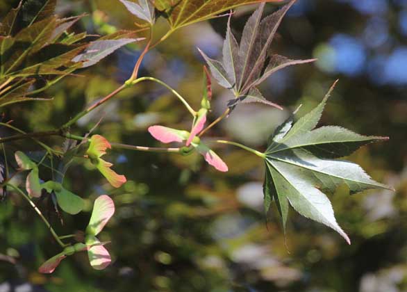 Acer palmatum Oshirini