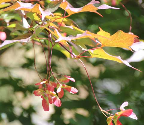 Acer palmatum Red Baron