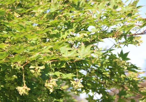 Acer palmatum Tsuma-beni