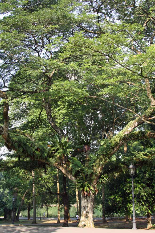 Brownea�~Crawfordii