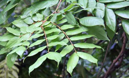 Brownea�~Crawfordii